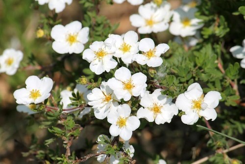 White bloodroot sanguinaria - 10,